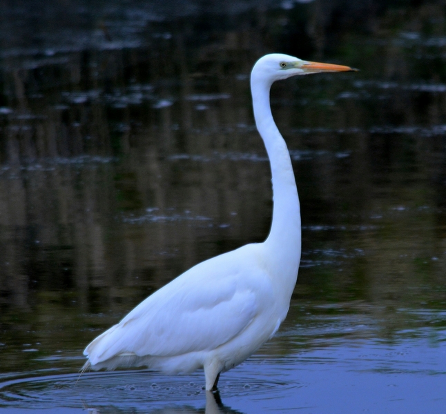 Airone bianco maggiore